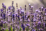 Fototapeta Lawenda - Lavendel im Botanischer Garten Berlin