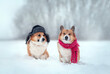two cute corgi dogs are sitting in warm hats with earflaps and a scarf in a snowfall in a winter park