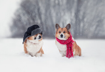 Sticker - two cute corgi dogs are sitting in a warm hat with earflaps and scarf in a snowfall in a winter park