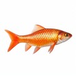 goldfish on a white background isolated.