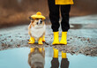 cute corgi dog in a yellow beret and rubber boots walks with the owner among puddles on autumn roads