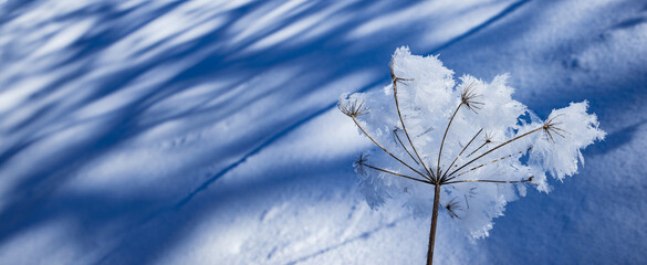 Sticker - snow covered plant close up