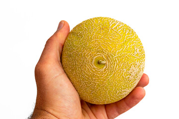 yellow ripe melon fruit hold in white-skinned human hand under white background