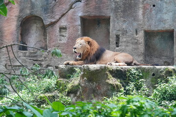 Poster - Lions (Panthera leo) are iconic and majestic big cats known for their strength, social structure, and dominance as apex predators in their habitats. |雄獅子