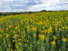 Field Of Goldenrod Flowers