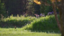 Prairie Dog Standing Next To The Flower Garden In The Sunlight. Slow Motion. 