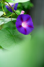 紫色の西洋アサガオ　Ipomoea Tricolor