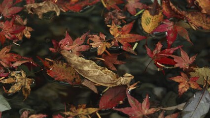 Wall Mural - beautiful view of floating red maple leaves in the river in autumn, nature or outdoor, 4k nobody