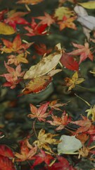 Wall Mural - beautiful view of floating red maple leaves in the river in autumn, nature or outdoor, vertical vide