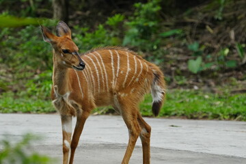 Poster - The bongo (Tragelaphus eurycerus) is a large and elusive antelope found in the dense forests and montane regions of Central and East Africa. |紫羚|斑哥羚羊