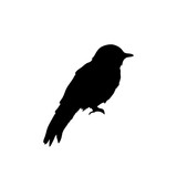 Fototapeta Młodzieżowe - Bird silhouette vector