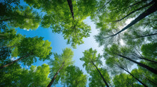 Green Leaves And Sky, Clear Blue Sky And Green Trees Seen From Below. Carbon Neutrality Concept Presented In A Vertical Format. Pictures For Earth Day Or World Environment Day Desktop Backgrounds.