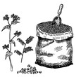 Hand drawn Buckwheat plant and buckwheat groats on the white background. Hand drawn linear illustration of the buckwheat groats. Image for farm, shop, tag, agriculture industry. Vector sketch