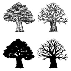 Wall Mural - Oak with leaves and winter oak without leaves. Silhouette of an oak tree. Vector hand drawn illustration of big tree isolated on white background. Oak crown in sketch style.