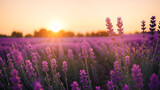 Fototapeta Lawenda - Sunset lavender field. Sunset in countryside over agricultural blooming lavender field. Lavender flower field, Blooming Violet fragrant lavender flowers. Growing Lavender swaying on wind over sunset