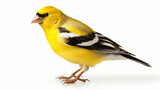 Fototapeta  - American Goldfinch bird