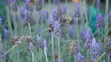 Fototapeta Lawenda - bees on a lavender plant