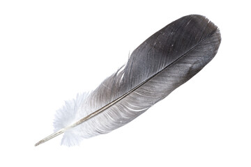 feather