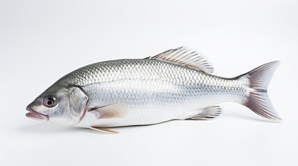  Rohu fish with a red tail fin swimming in White background, generative ai