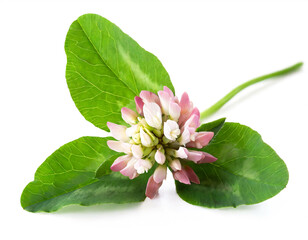 Clover leaf with blossom isolated on white background, cutout