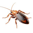Cockroach in a Still Pose Isolated on Transparent or White Background, PNG
