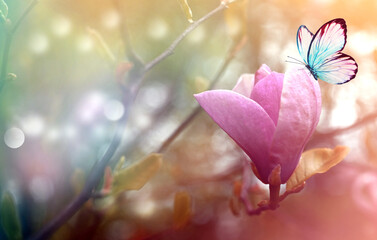 Wall Mural - spring background with blooming pink magnolia flowers and flying butterfly.