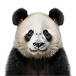 Panda Face Close-Up Isolated on Transparent or White Background, PNG