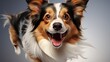 A Joyful Mixed-Breed Dog With A Happy Bounding , Background For Banner, HD
