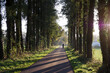 Die tiefstehende Herbstsonne wirft Schatten der Bäume auf den Asphalt. Ein einsamer Radfahrer fährt die Straße entlang.