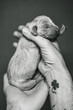 © Alex Sobrino - Recently born Weimaraner Puppy in a hand of a man