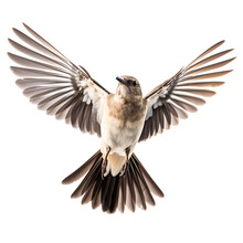 Front View Of Northern Mockingbird Bird With Wings Open And Landing  Isolated On A White Transparent Background 