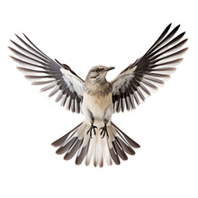 Front View Of Northern Mockingbird. Bird With Wings Open And Landing  Isolated On A White Transparent Background 