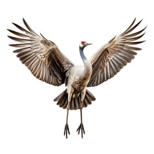Front View Of Sandhill Crane Bird With Wings Open And Landing  Isolated On A White Transparent Background 