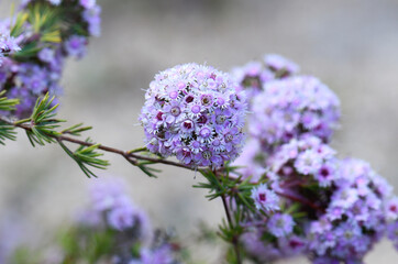 Wall Mural - Pink flowers of Western Australian native Plumed Feather Flower, Verticordia plumosa, family Myrtaceae. Endemic to shrubland, heath and mallee in south-west Western Australia. Flowers spring, summer. 