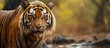 Male Indian tiger in its natural habitat in Ranthambore India Endangered big cat experiencing the end of the dry season and start of monsoon with first rain Copy space image Place for adding te