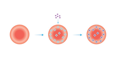 Wall Mural - Hemoglobin A1c Scientific Design. Vector Illustration.	