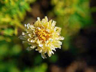 Wall Mural - Yellow flowers in the garden