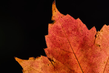 red maple leaf