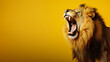 Portrait of a graceful roaring lion's face.