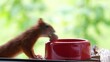 Rotes Eichhörnchen frisst aus roter Schale