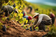 People work in the vineyard during the grape harvest