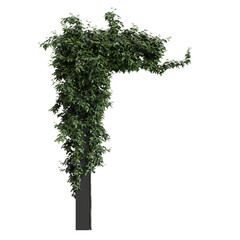 Wall Mural - 3d illustration of Hedera Helix ivy isolated on transparent background