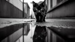 a black cat walking on a puddle