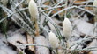 White crocuses covered with snow in Spring, spring crocuses under snow, winter meets spring