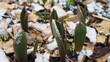 The tips of the pointed leaves of tulips delicately  covered with snow. Emerging tulips at the turn of winter and spring