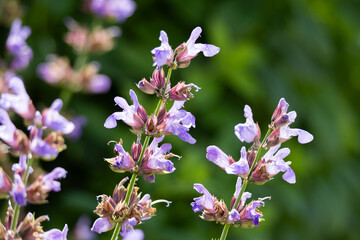 Poster - Sage blossom detail on blurred green background