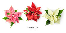 Pink Red White Poinsettia Christmas Star Flower Set Isolated On White Background.