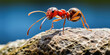 Single red ant exerting effort to move a rock