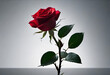 single red rose on white background in minimal style
