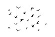 A flock of flying silhouette birds. Black on white background. Vector